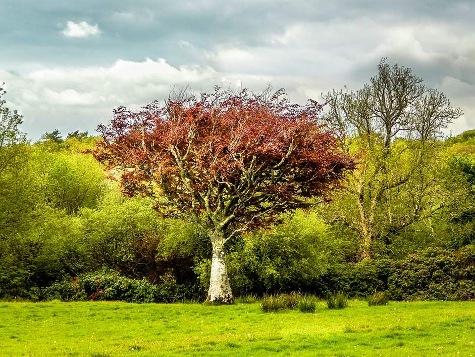 Nature Landscape Green Tree