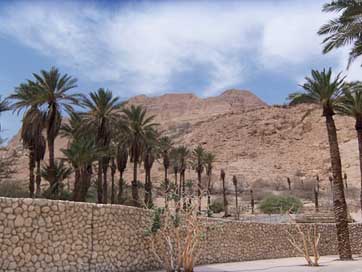 Israel Scenery Landscape Date-Trees Picture