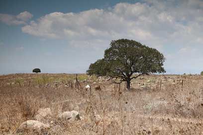 Field-And-Tree Landscape Israel Golan-Heights Picture
