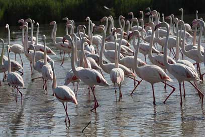 Birds Wildlife Nature Lake Picture