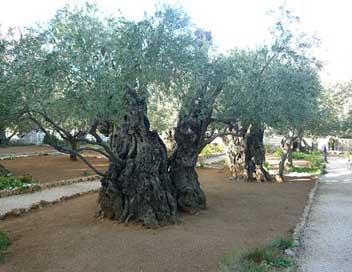 Olive-Trees  Israel Jerusalem Picture