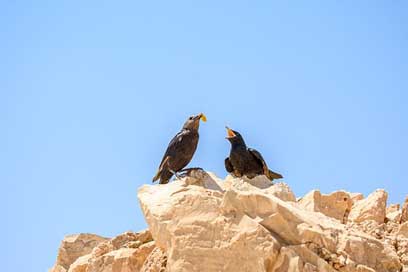 Masada-Travel Israel-Dead-Sea Pilgrimage Faith Picture