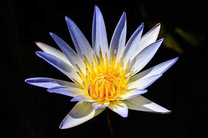 Lotus Water Pond Flowers Picture