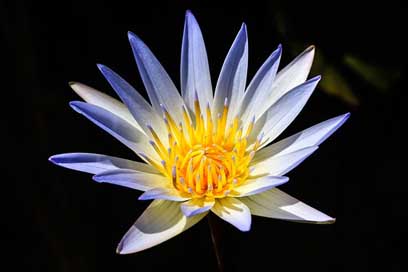 Lotus Water Pond Flowers Picture