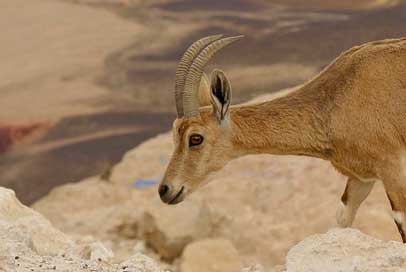 Desert Israel Ramon-Crater Deer Picture