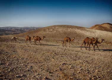 Dead-Sea Arava Red Timna Picture