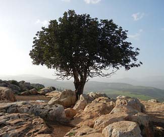 Tree Stones Rocks Lonely Picture