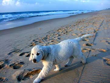 Puppy Waves Sand Coast Picture