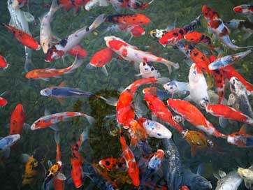 Fish Koi Sea Israel-Aquarium Picture