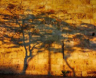 Shadows Israel Wall Tree Picture