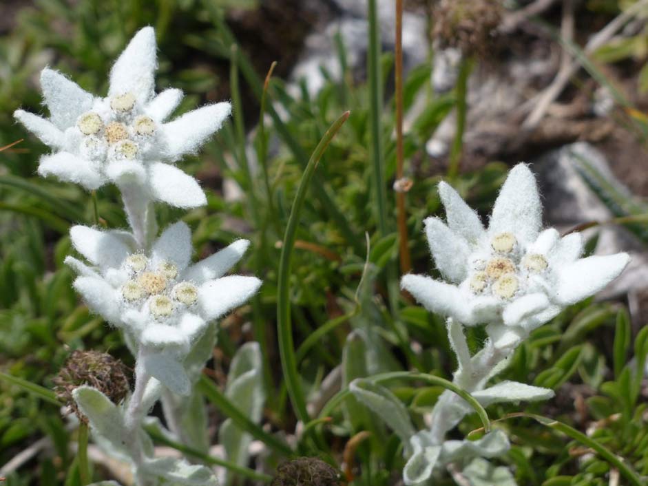 Fluffy Edelweiss Ordinary Alpine-Edelwei