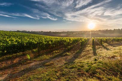 Tuscany Vines Grapevines Winegrowing Picture