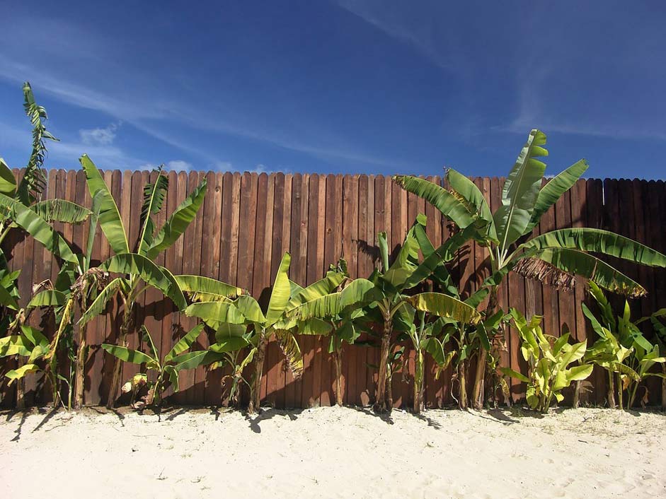 Fence Palm Vacations Beach