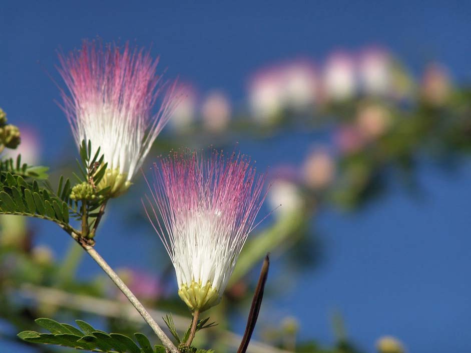 Sun Jamaica Bloom Blossom