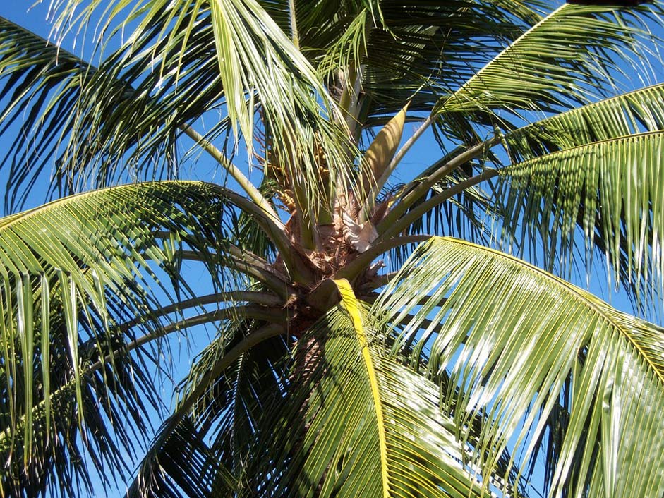 Palm Blue-Sky Caribbean Coconut-Tree