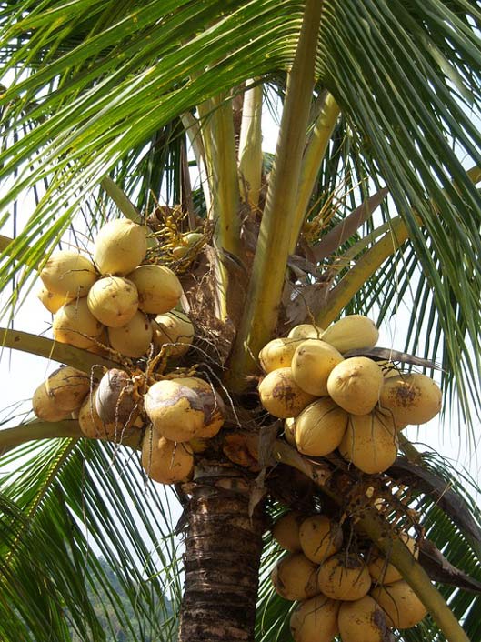 Caribbean Frond Palm Coconuts