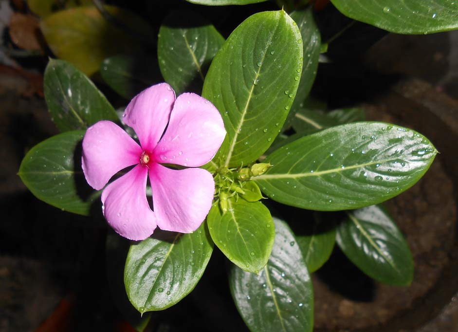  Nityakalyani Madagascar-Periwinkle Flower