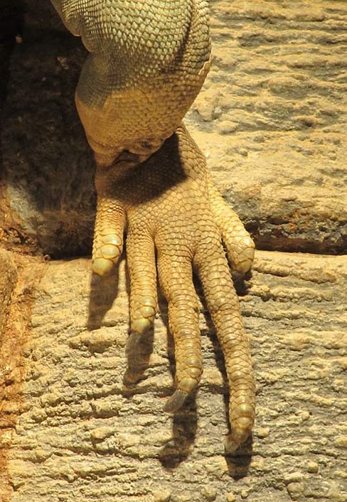 Jamaican-Iguana Reptile Close-Up Foot