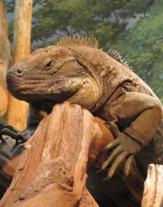 Rare Reptile Jamaican Iguana