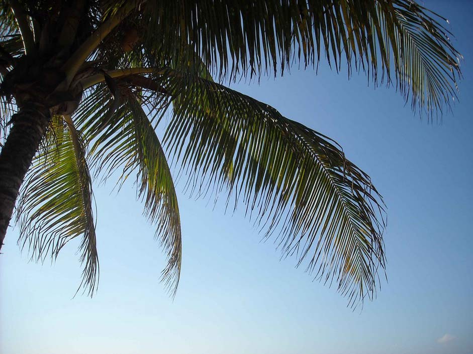 Palm Jamaica Palm-Tree Island