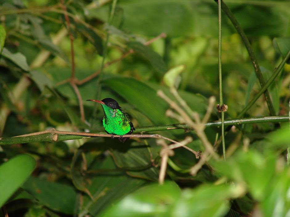 Green Doctors-Bird Bird Jamaica