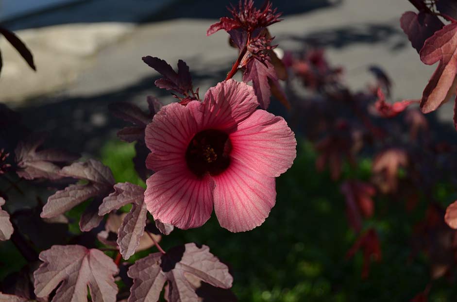 Nature Plant Flower Jamaica