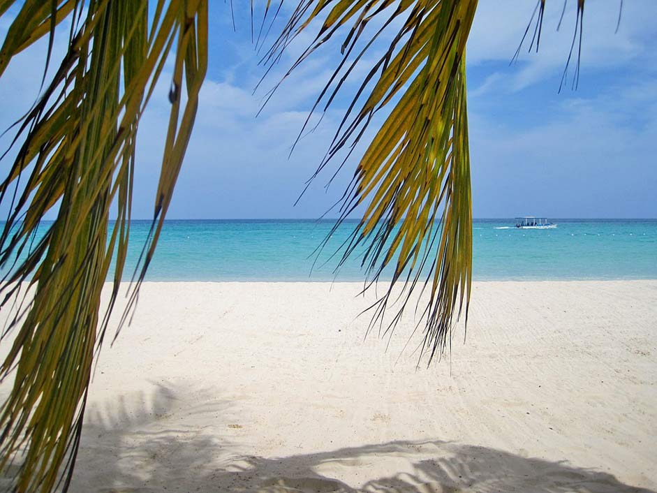 Typical-Jamaican Beach Palm-Trees Jamaica