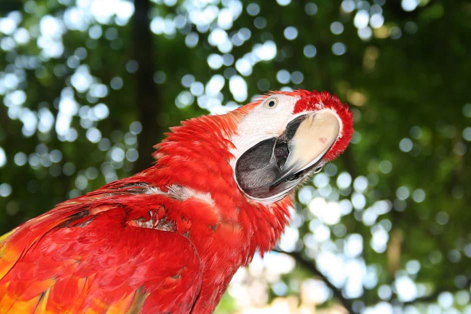 Red Confused Question Parrot