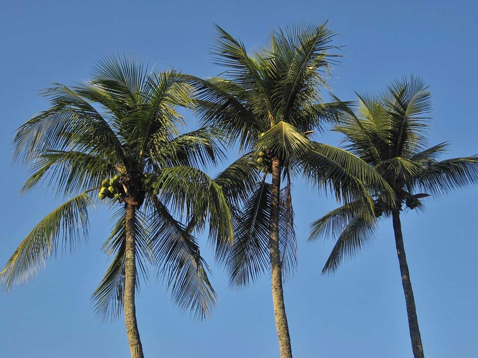 Blue Frond Coconut-Trees Royal-Palms
