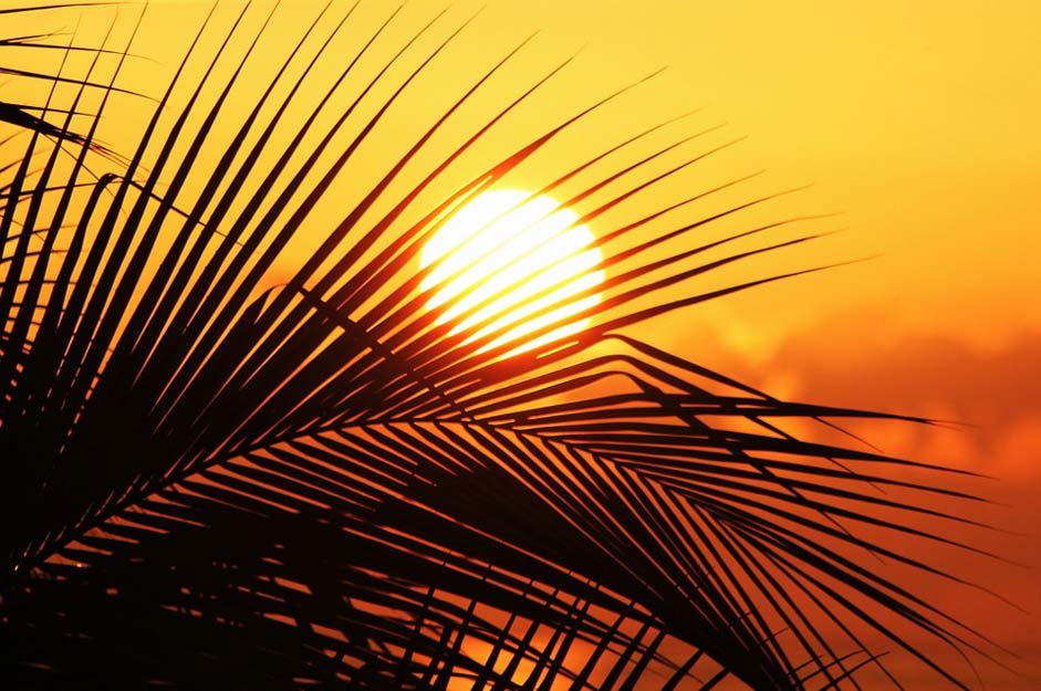 Sky Sunset Sun Sun-Of-Jamaica