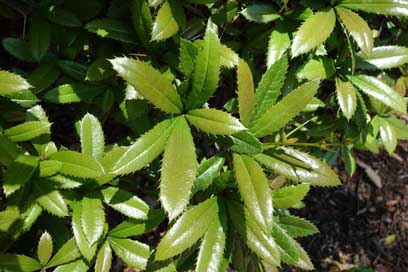 Botanical Plant Arnold-Arboretum Specimen Picture