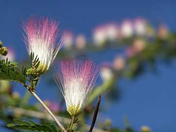 Blossom Sun Jamaica Bloom Picture