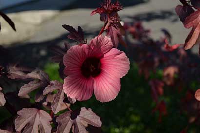 Jamaica Nature Plant Flower Picture