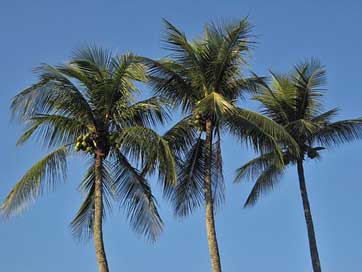 Royal-Palms Blue Frond Coconut-Trees Picture