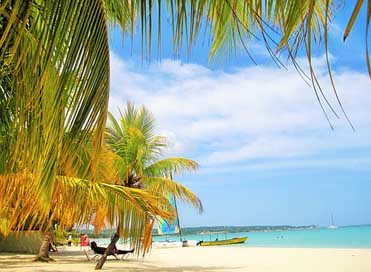 Gorgeous Beach Palm-Trees Jamaica Picture