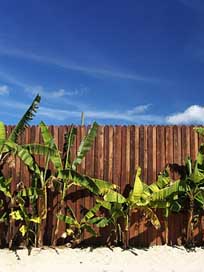 Beach Fence Palm Vacations Picture