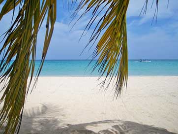 Jamaica Typical-Jamaican Beach Palm-Trees Picture