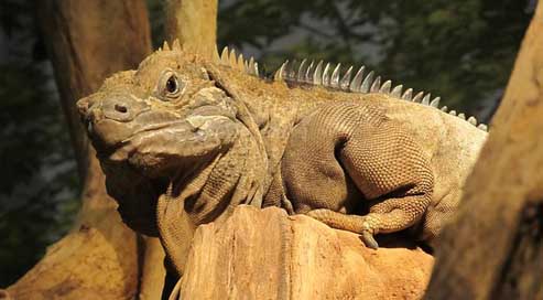 Jamaican-Iguana Wildlife Rare Reptile Picture