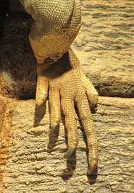 Foot Jamaican-Iguana Reptile Close-Up Picture