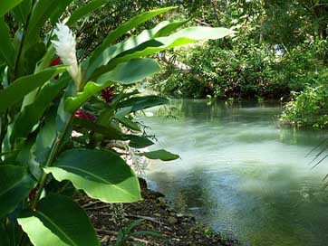 River Plant Green Jamaica Picture