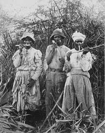 Sugar-Cane-Harvest 1880 Jamaica Sugar-Cane Picture