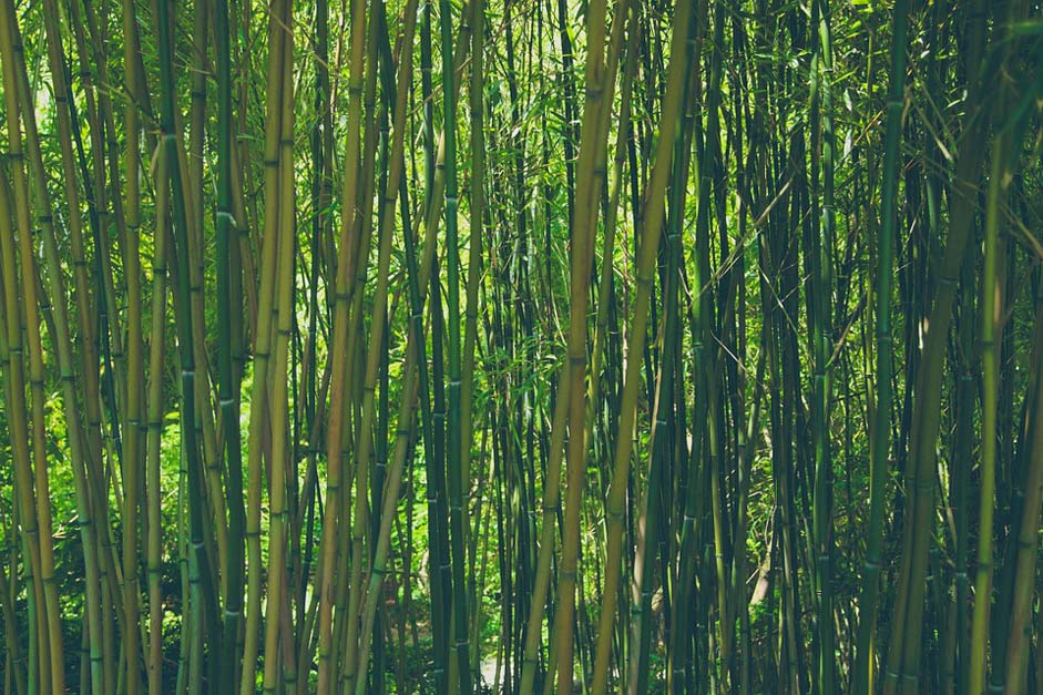 Green Nature Forest Bamboo