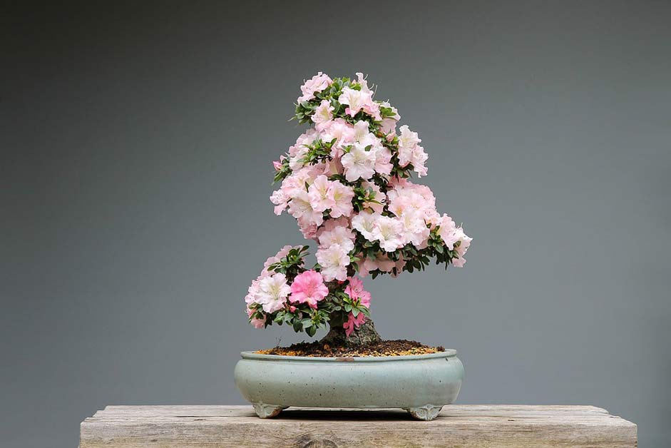 Pink-Flower Rhododendron Azaleas Bonsai