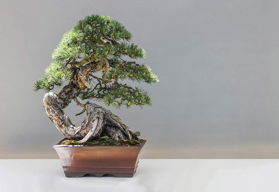 Culture Plant Pine Bonsai