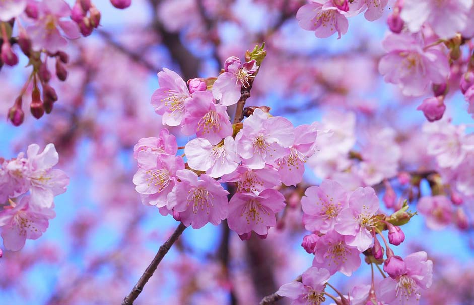 Beautiful Japan Cherry-Tree Cherry-Blossom