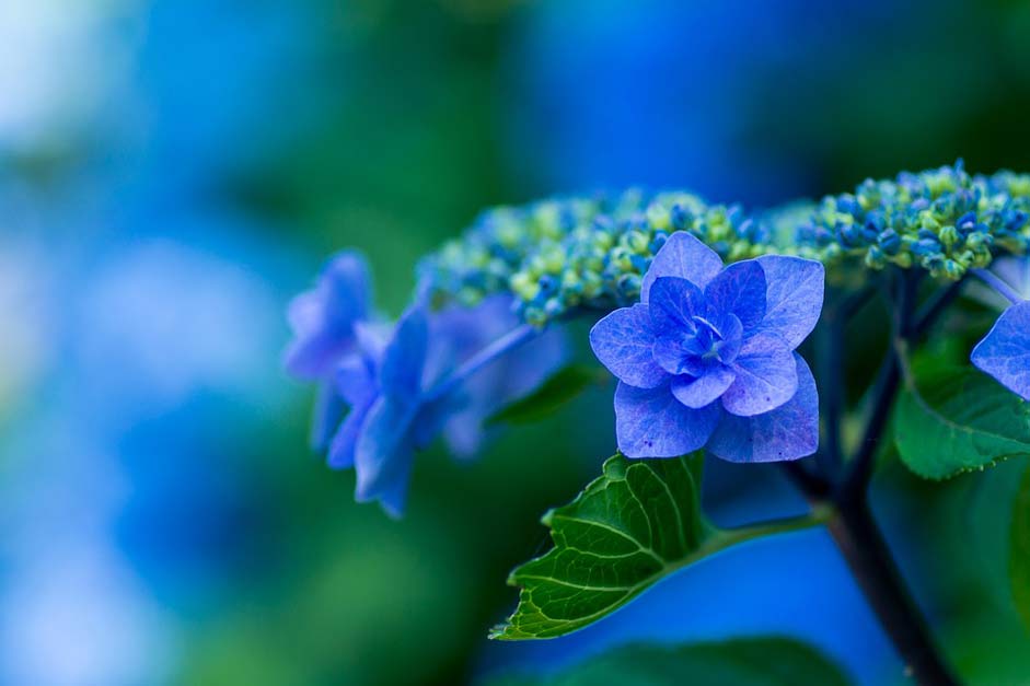 Japan Plant Blue-Petals Hydrangea