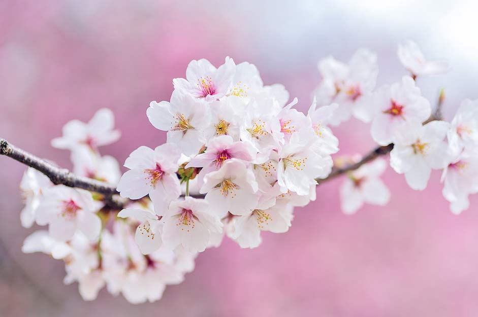 Plant Spring Landscape Japan