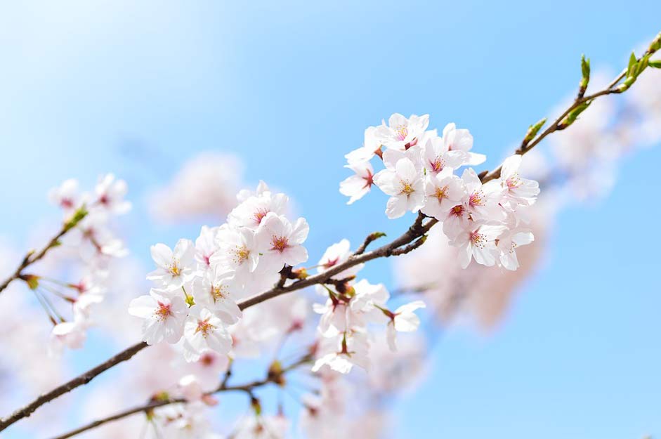 Plant Spring Landscape Japan