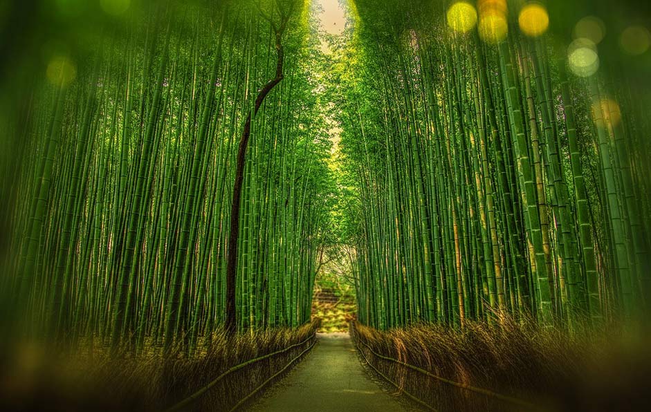 Bokeh Bamboo Japan Kyoto