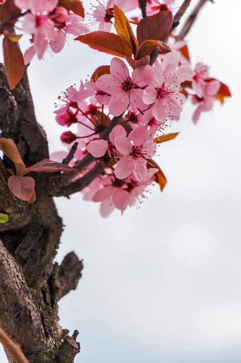 Spring Flowers Almond Mandulavirg